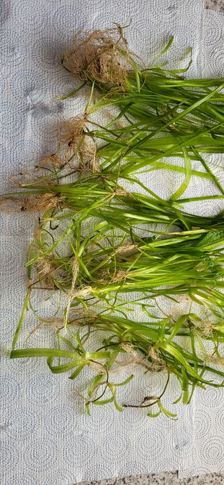 Nurzaniec (Vallisneria L.), Trawa akwariowa