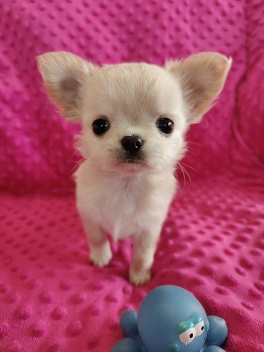 HOLI — suczka chihuahua długowłosa | Hodowla Mibianchi FCI