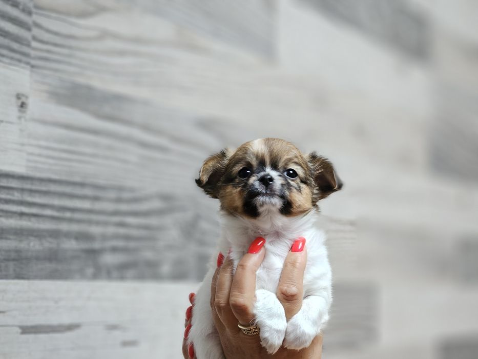 Chihuahua długowłosa dziewczynka LATTE