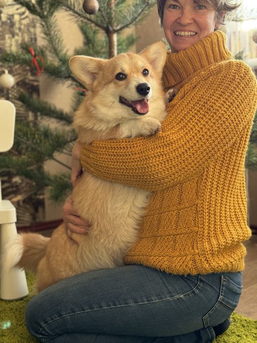 Цуценята вельш коргі пемброк