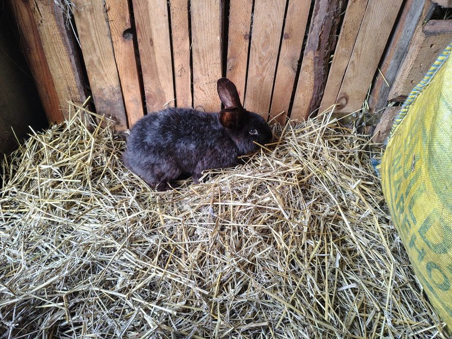 Sprzedam Króliki samce