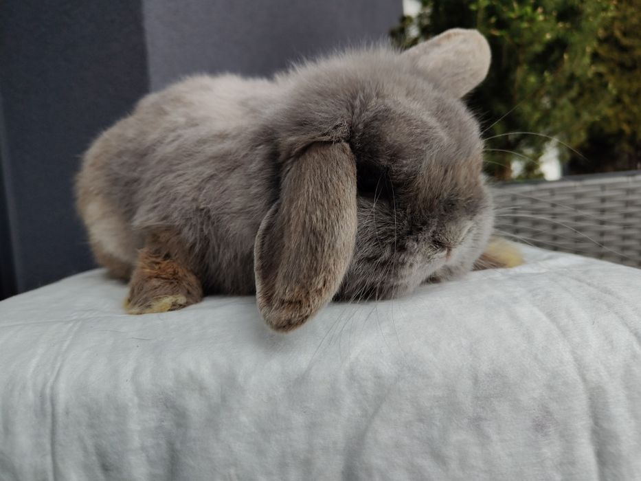 Mini Lop królik samiec 7 miesięcy