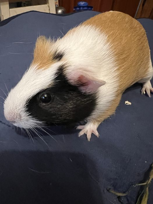 Морська свинка дівчинка