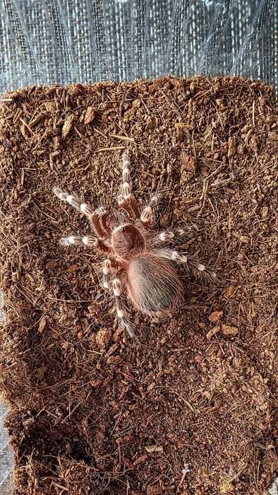 Acanthoscuria Geniculata  - Ptasznik białokolanowy  - SAMICA