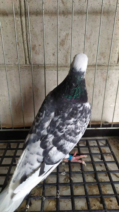 Gołebie pocztowe w roznych barwach