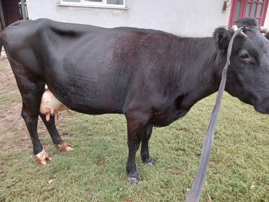 Продам добру корову