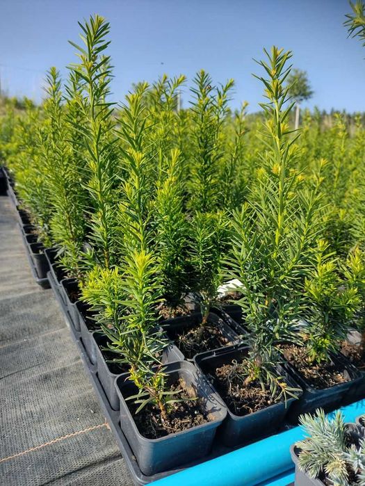 Cis pośredni 'Hicksii' na żywopłot