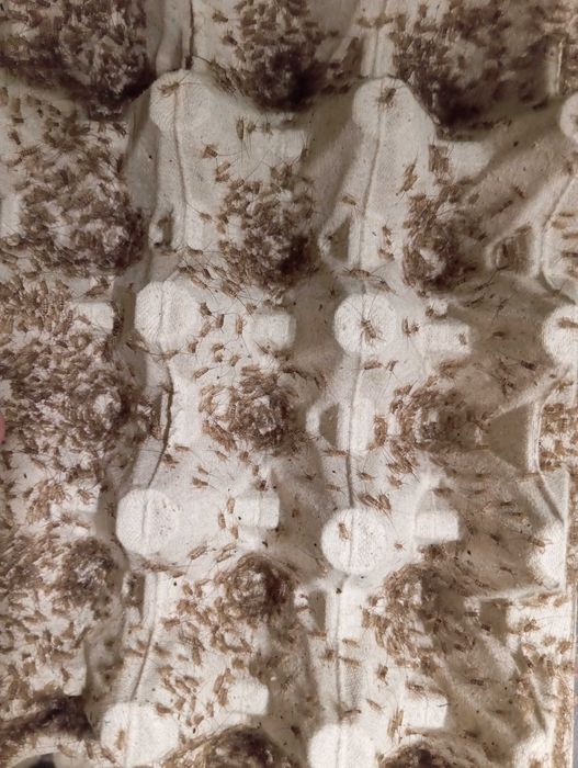 Świerszcz bananowy mikro wylęg