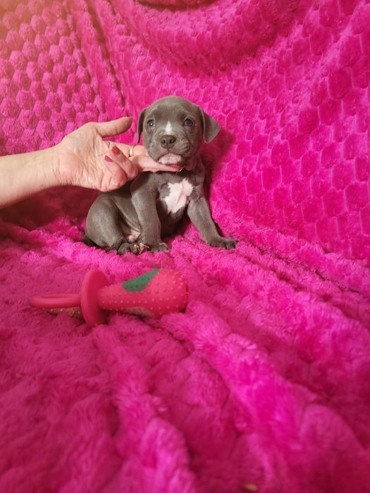 American Bully ABKC