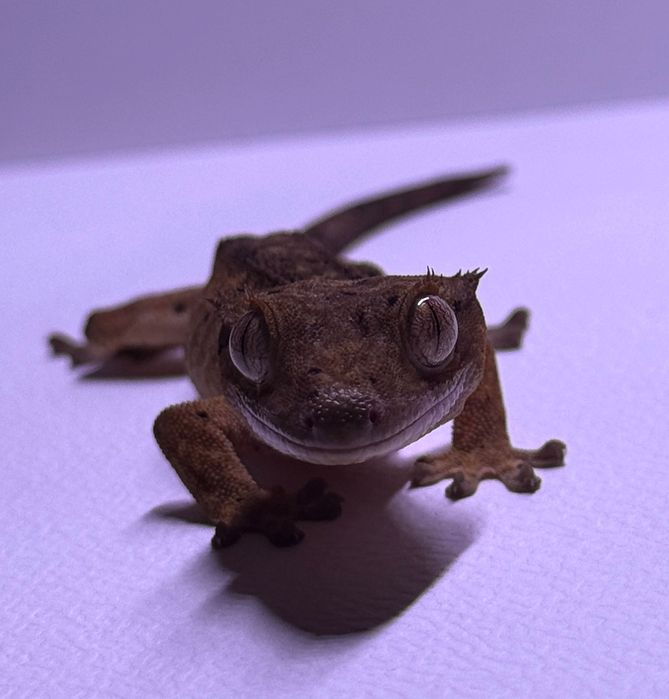 Gekon orzęsiony Dalmatian Brindle 12g
