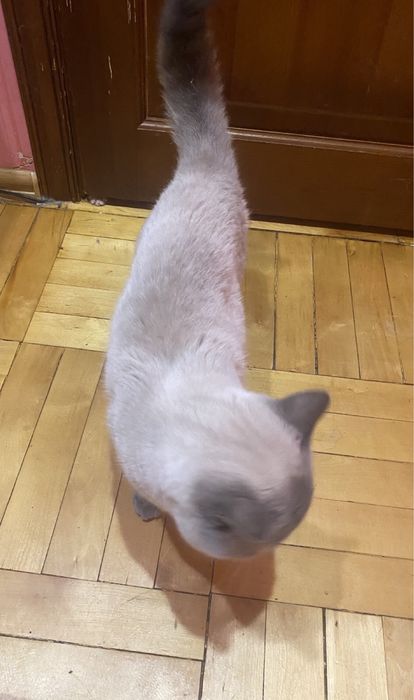 Вязка шотланського котика !