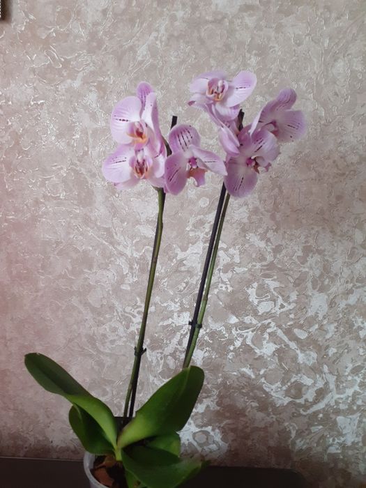В наявності орхідеї