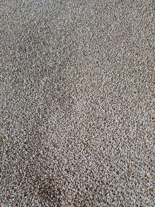 Pszenica  arkadia po centrali