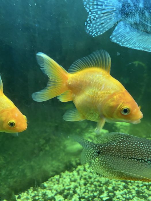 Продам рыбки аквариумные