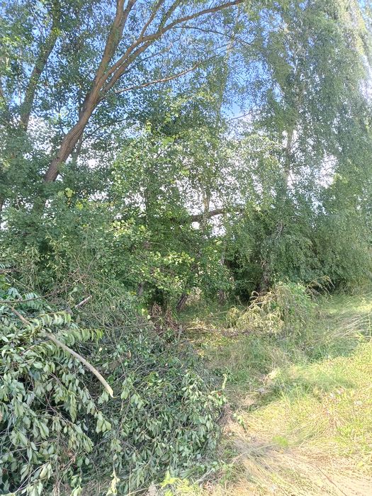 Oddam gałęzie drzewo