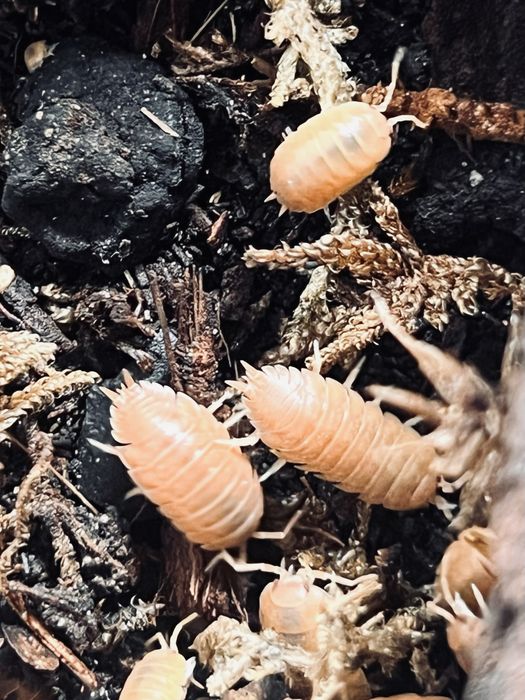 Porcellio laevis „Orange” – Isopody, Równonogi (Ekipa sprzątająca / Karmówka)