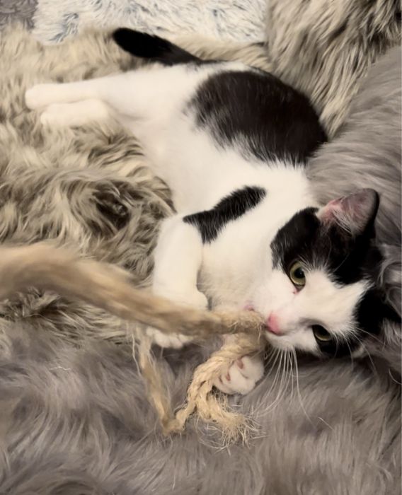 Cudowna kotka Gwiazdka szuka domku