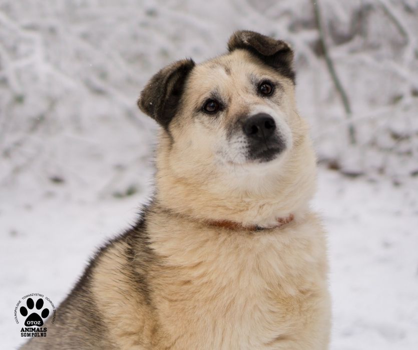 10 letnia Bazylka szuka domu!