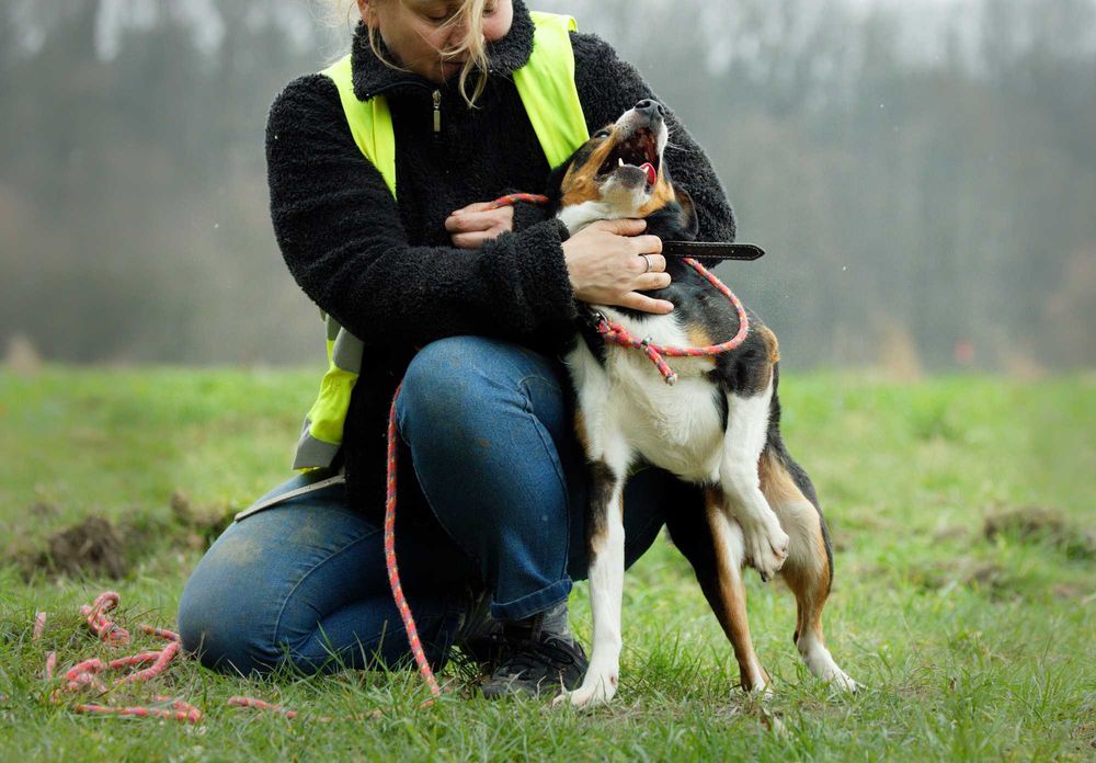Reksio- bajkowy psiak szuka człowieka [FILM]