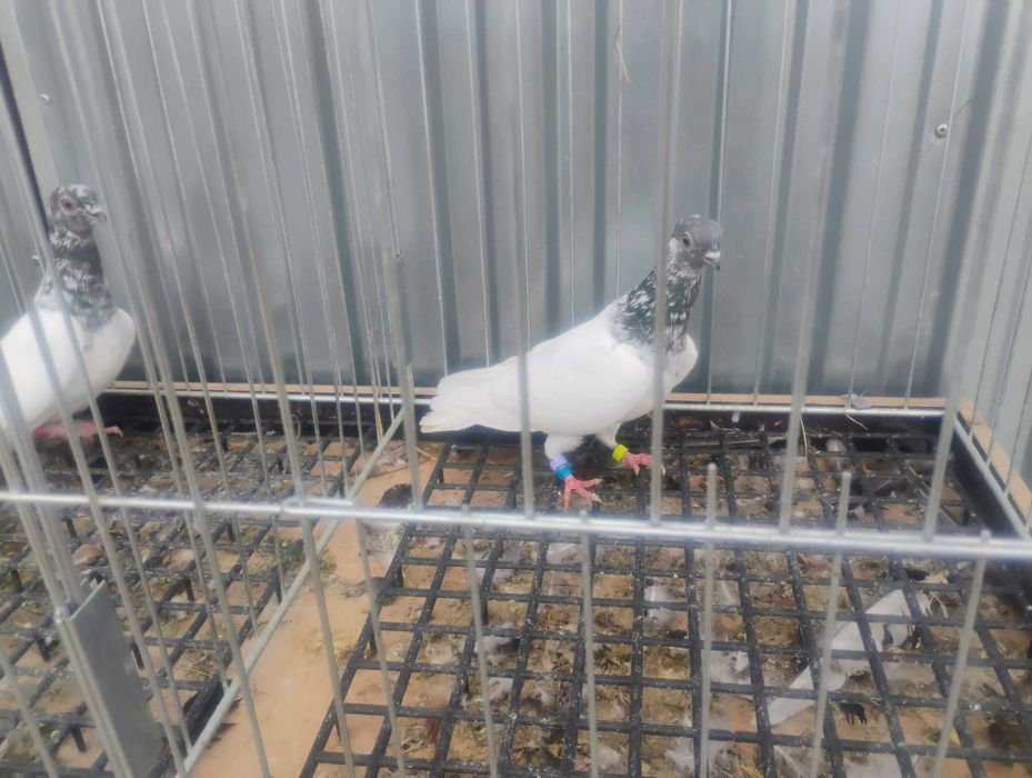 Gołębie budapeszty