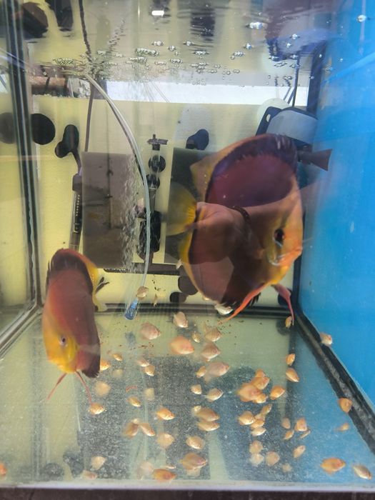 Paletki-Dyskowce-Hodowla