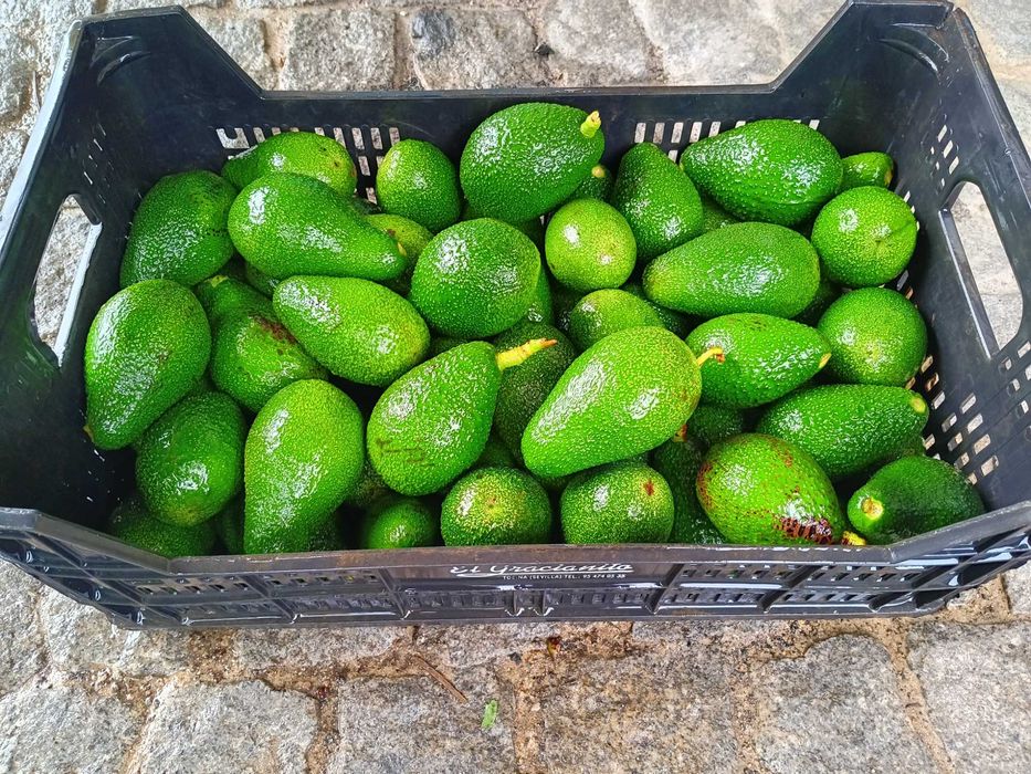 Abacates biológicos