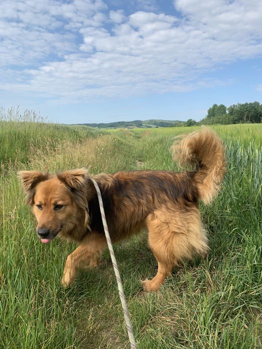 Ciapek /Ricco czeka na swoj dom