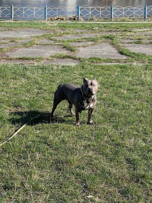 Американський буллі, Стафф, Пітбуль. В'язка. Амбуль.