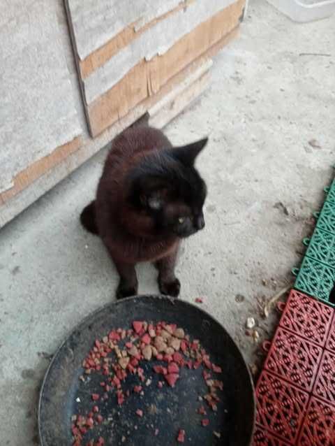 Одне трьохмісячне і одне річне кошеня сіамсько-дворянської породи