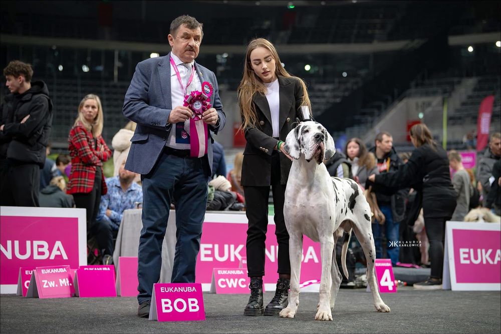 Dog niemiecki arlekin - dorosly samiec FCI/ ZKwP