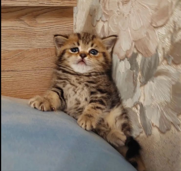 Очаровательные котята в добрые руки!