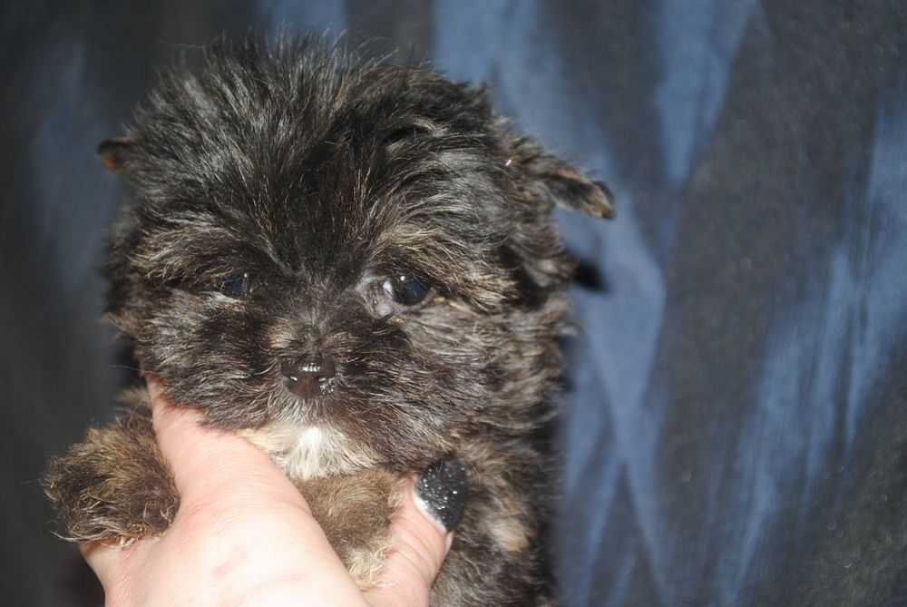 Безумно гарна чорна принцеса йорка