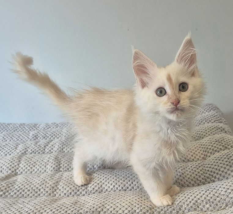 Ruda dymna kotka  Maine coon!!!