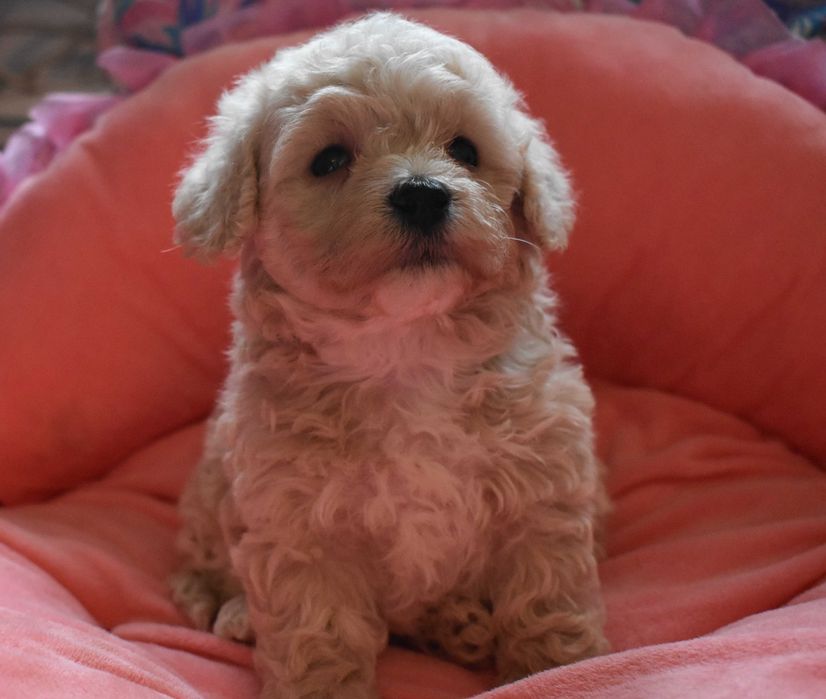 suczka maltipoo badania genetyczne