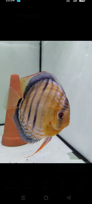 Paletki dyskowce para