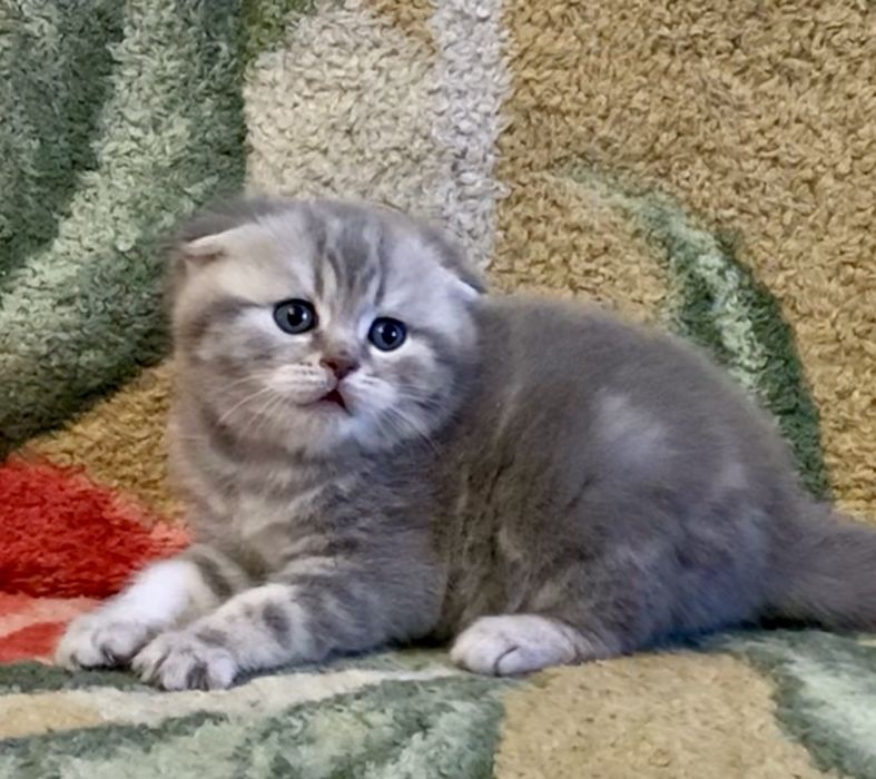 Скоттиш Фолд малыш