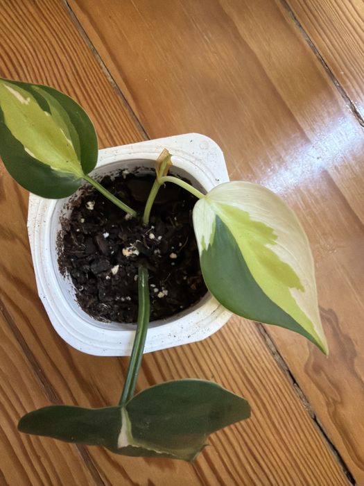 Philodendron Cream Splash