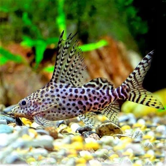 Синодонтис Рибка акваріумна