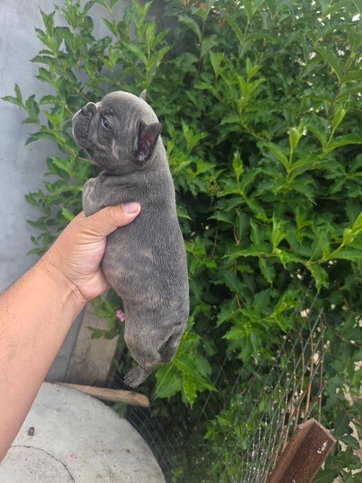 Bulldog frances blue brindle femea