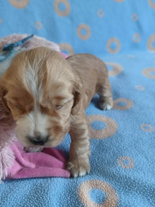 Suczka Cocker Spaniel Angielski