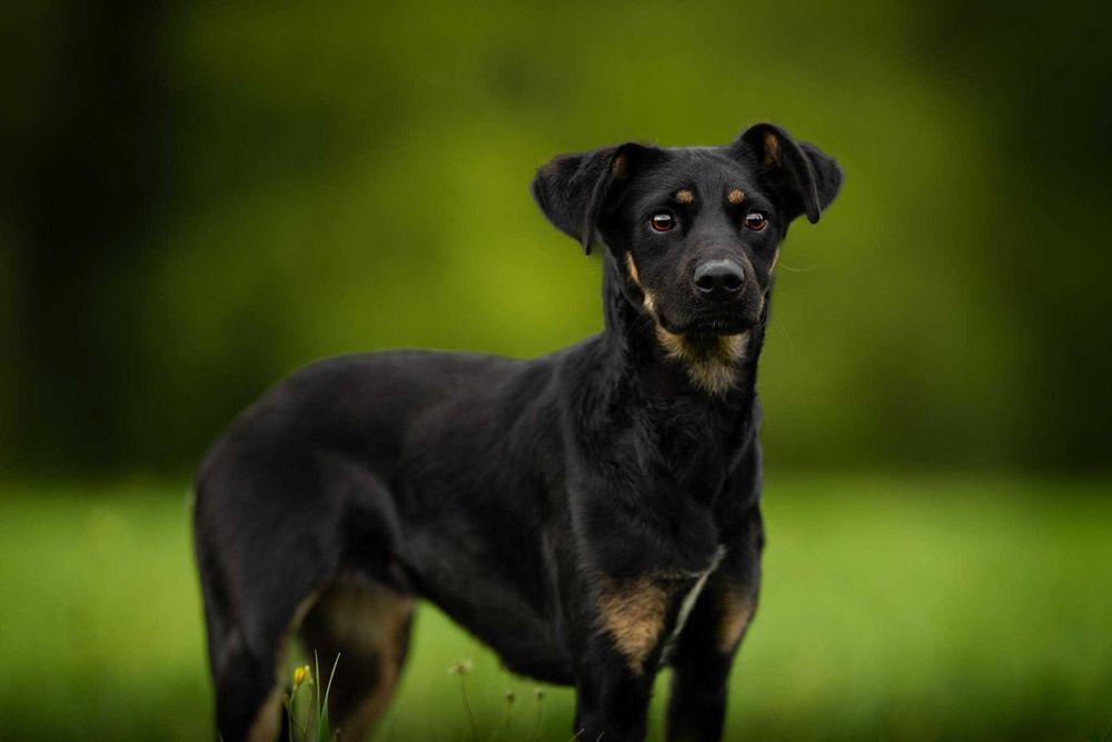 Daisy - śliczna sunieczka potrzebuje domku