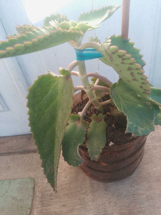 Каланхое, каланхоэ цветок для лечения