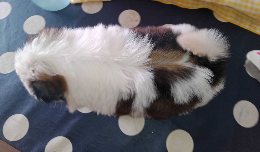 shih-tzu com pedigree (LOP)