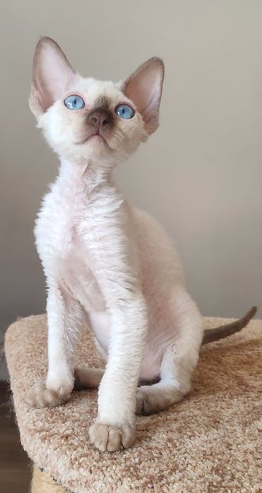 милі і ніжні дівчатка Devon-Rex