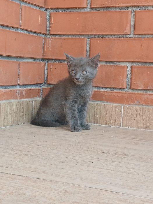Відам в добрі руки
