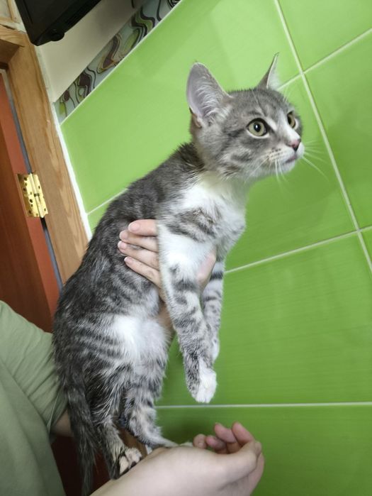 Віддам кошеня.   .