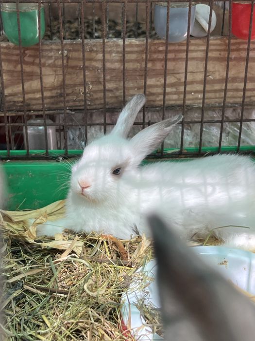 Кролики КАРЛИКОВЫЕ | Все для домашних животных