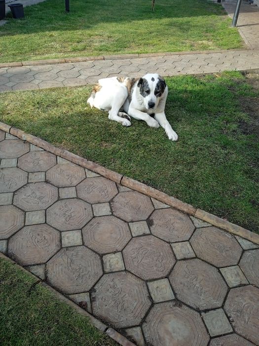 Вязка САО "Алабай" кабель 3 роки. Шукає дівчинку