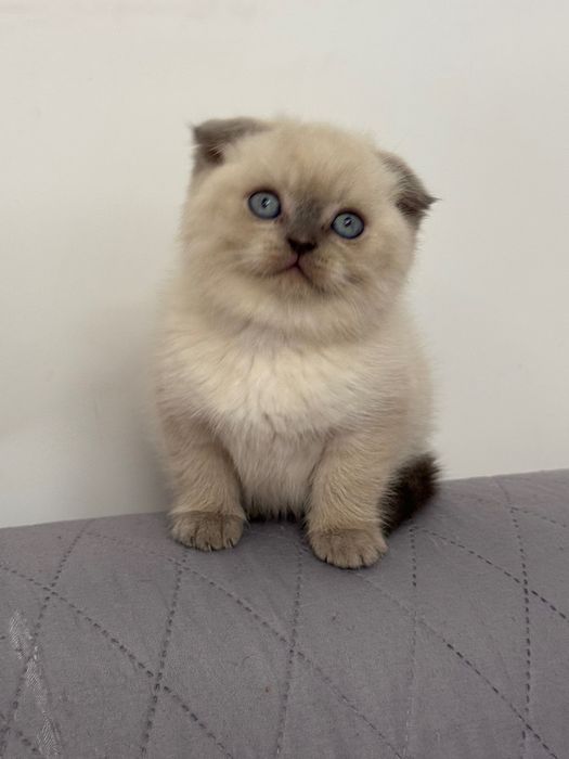 Скотіш фолд блу поінт хлопчик