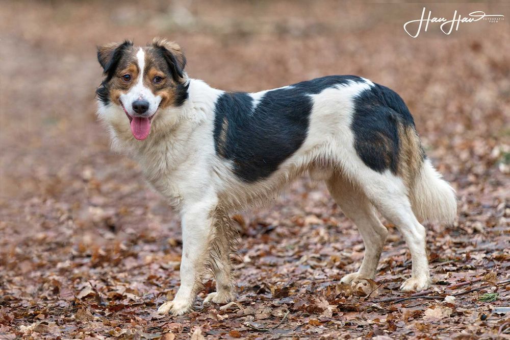 Border collie mix Bazyl   szuka domu schronisko Zgierz aktualne